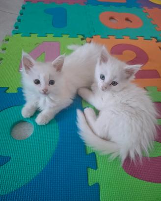 Maine coon