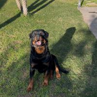 Rottweiler