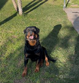 Rottweiler