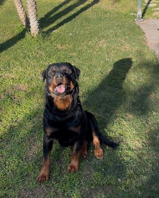 Rottweiler