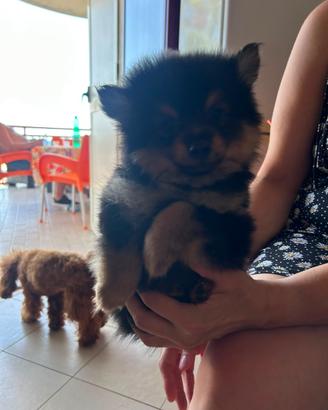 Spitz di pomerania toy