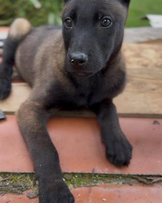 Cuccioli malinois charbonnè