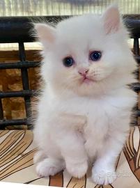 DOLCE gattina persiana normotipo doll face FEMMINA