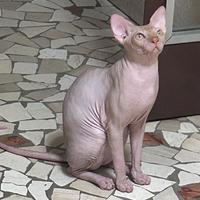 Gatto nudo sphynx Maschio