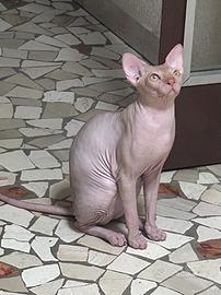 Gatto nudo sphynx Maschio