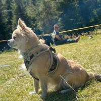Chihuahua pelo lungo per monta