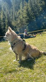 Chihuahua pelo lungo per monta