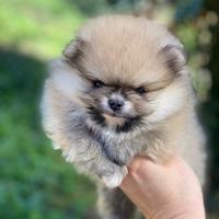 Maschietto Spitz Nano Pomerania