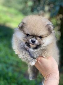 Maschietto Spitz Nano Pomerania