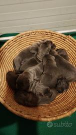 Cuccioli Cane Corso