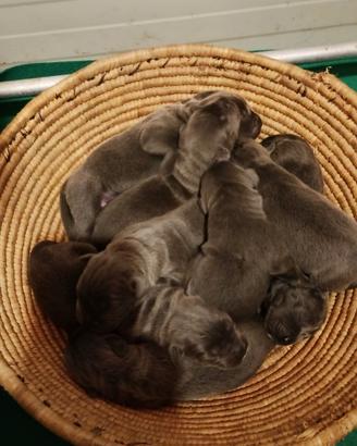Cuccioli Cane Corso