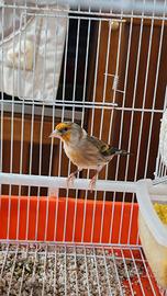 Due incardellati maschi