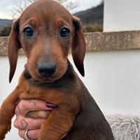 Cuccioli di bassotto color cioccolato