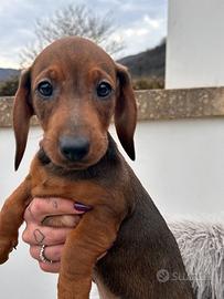 Cuccioli di bassotto color cioccolato