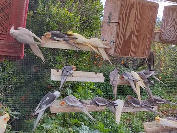 Calopsiti di tutte le mutazioni