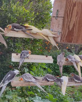 Calopsiti di tutte le mutazioni