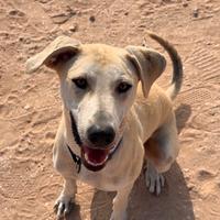 Adozione cane maschio di un anno