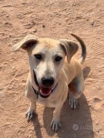 Adozione cane maschio di un anno