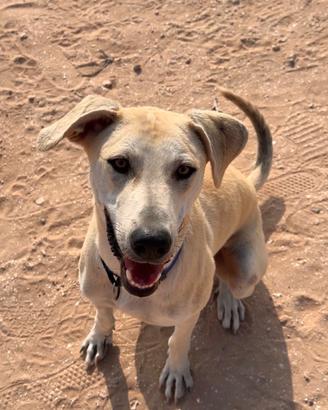 Adozione cane maschio di un anno
