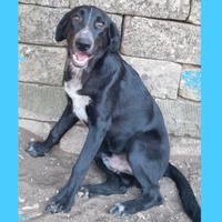 Bartolomeo maschio mix pastore