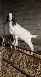 Capretti Maltesi Puri originali