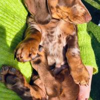 Bassotto tedesco pelo corto nano