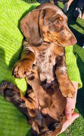 Bassotto tedesco pelo corto nano