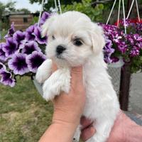 Maltese-Maltesi toy 60 euro mese