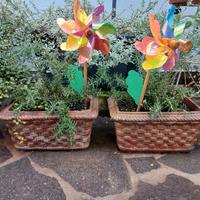 piante rosmarino aloe e giada