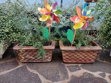 piante rosmarino aloe e giada