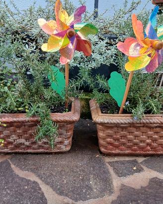 piante rosmarino aloe e giada