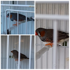 Diamantini mandarino