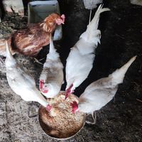 Pollame, galline, galli e anatre