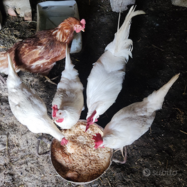 Pollame, galline, galli e anatre