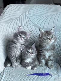 Cuccioli Maine coon