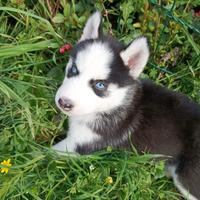 Cuccioli di Siberian Husky