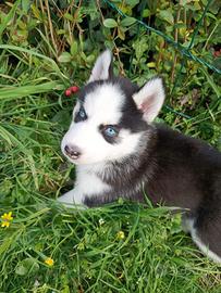 Cuccioli di Siberian Husky