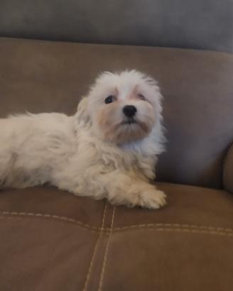 Maltesi femmine cucciole