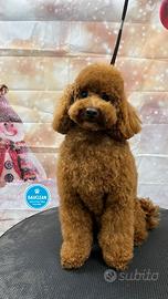 Barboncino per accoppiamento