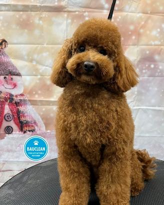 Barboncino per accoppiamento