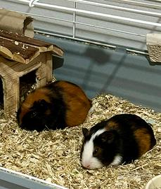 Porcellini d'india maschi