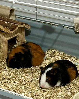 Porcellini d'india maschi