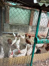 Galline