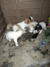 Cuccioli di jack Russel