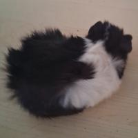 Cavie porcellini d'india