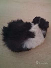 Cavie porcellini d'india