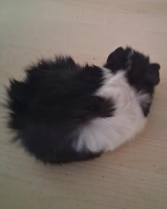 Cavie porcellini d'india