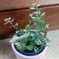 piantina di callisia