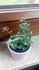 piantina di callisia