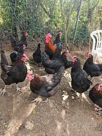 Galline marans